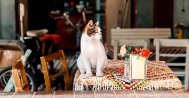A cat sits on a table at a cafe in Istanbul, Türkiye, March 6, 2025. (Getty Images Photo)