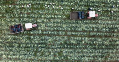 Farmers work across vast green fields to harvest vegetables, Izmir, Türkiye, Nov. 11, 2025. (AA Photo)