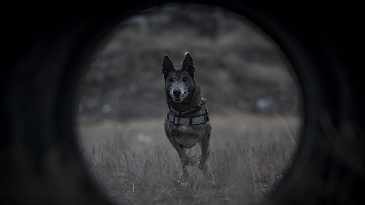Melo takes part in a routine search and obedience training session with police handlers, Erzurum, Türkiye, Dec. 26, 2025. (AA Photo)