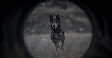 Melo takes part in a routine search and obedience training session with police handlers, Erzurum, Türkiye, Dec. 26, 2025. (AA Photo)