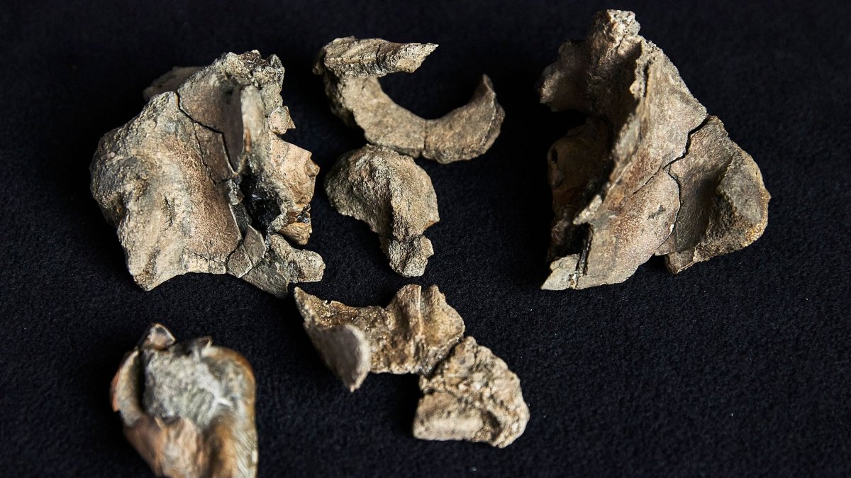 A partial fossil skull of a Janjucetus dullardi at Museums Victoria, Melbourne, Australia, Aug. 5, 2025. (Museums Victoria via AFP Photo)
