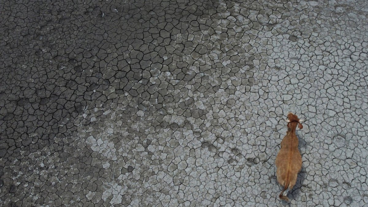 A drone shows a cow walking across the almost empty Del Cerro Prieto dam after a drought that affected northern Mexico, Cerro Prieto, Nuevo  Leon state, Mexico, June 17, 2024. (Reuters Photo)
