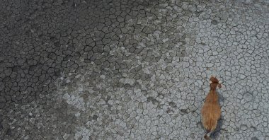 A drone shows a cow walking across the almost empty Del Cerro Prieto dam after a drought that affected northern Mexico, Cerro Prieto, Nuevo  Leon state, Mexico, June 17, 2024. (Reuters Photo)