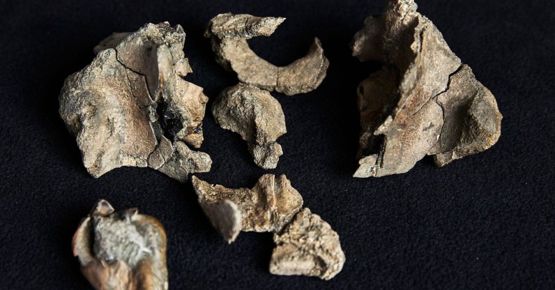 A partial fossil skull of a Janjucetus dullardi at Museums Victoria, Melbourne, Australia, Aug. 5, 2025. (Museums Victoria via AFP Photo)