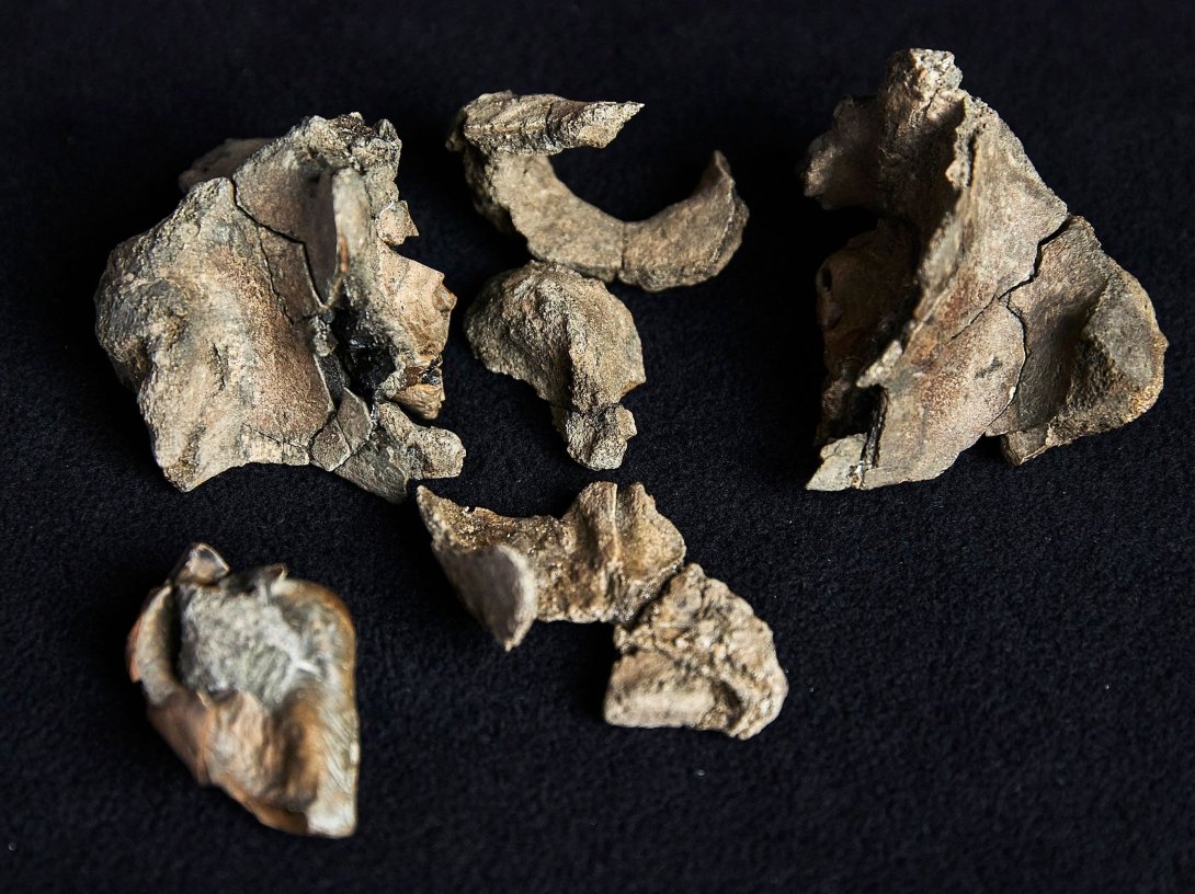 A partial fossil skull of a Janjucetus dullardi at Museums Victoria, Melbourne, Australia, Aug. 5, 2025. (Museums Victoria via AFP Photo)