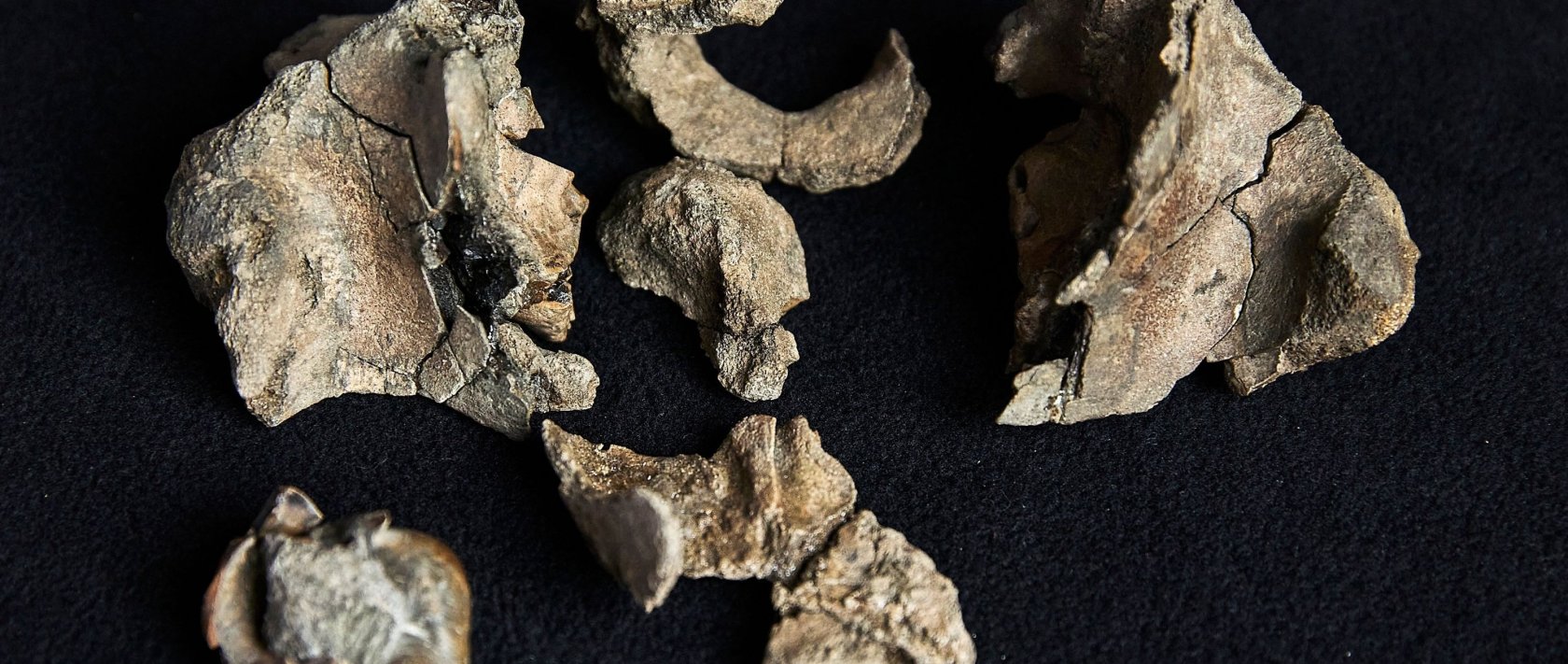 A partial fossil skull of a Janjucetus dullardi at Museums Victoria, Melbourne, Australia, Aug. 5, 2025. (Museums Victoria via AFP Photo)