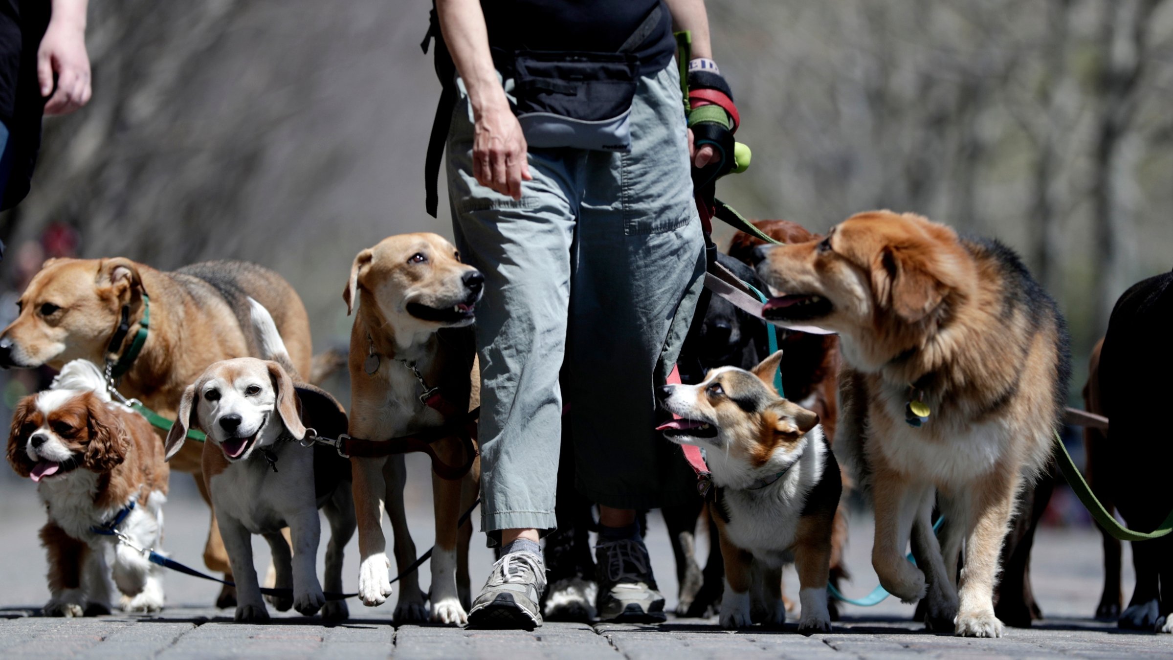 Dog walker Kathleen Chirico strolls with a pack of dogs during a warm day along the Hudson River, Hoboken, U.S., May 2, 2018. (AP Photo)
