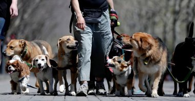 Dog walker Kathleen Chirico strolls with a pack of dogs during a warm day along the Hudson River, Hoboken, U.S., May 2, 2018. (AP Photo)