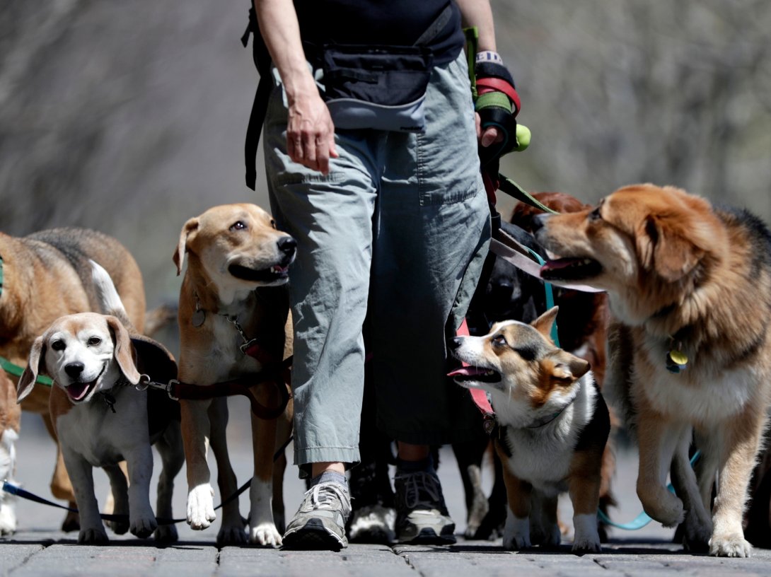 Dog walker Kathleen Chirico strolls with a pack of dogs during a warm day along the Hudson River, Hoboken, U.S., May 2, 2018. (AP Photo)
