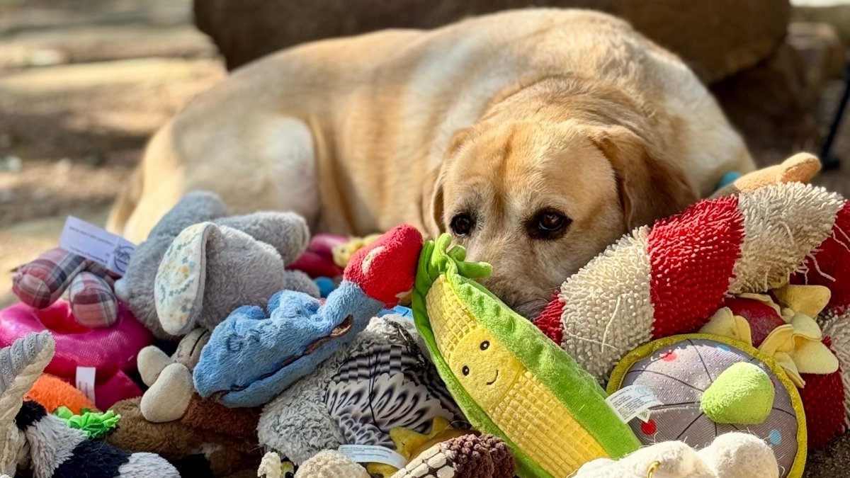 This 2023 image provided by Shany Dror shows a labrador named Augie in Texas, U.S. (AP Photo)