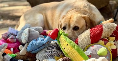 This 2023 image provided by Shany Dror shows a labrador named Augie in Texas, U.S. (AP Photo)