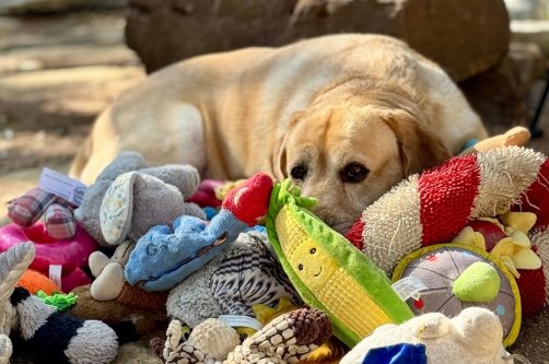 This 2023 image provided by Shany Dror shows a labrador named Augie in Texas, U.S. (AP Photo)