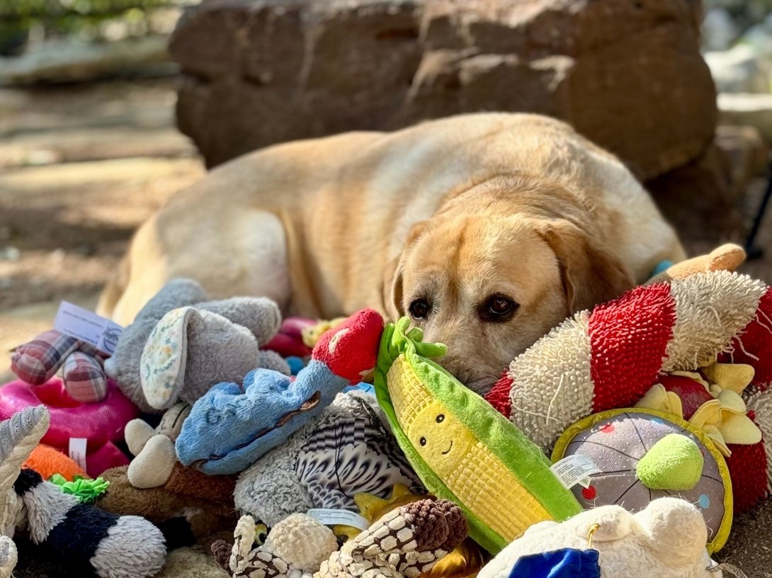 This 2023 image provided by Shany Dror shows a labrador named Augie in Texas, U.S. (AP Photo)