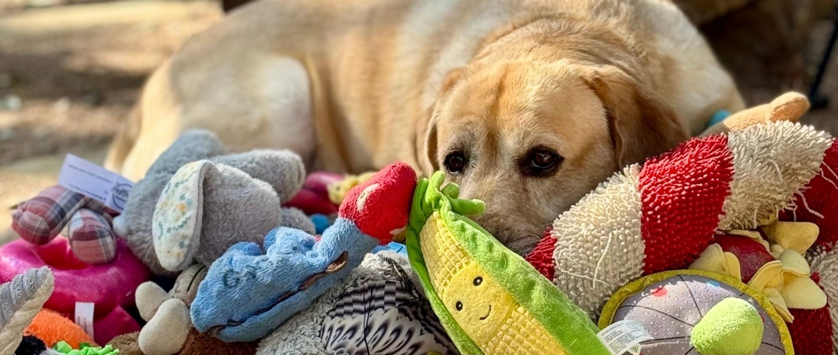 This 2023 image provided by Shany Dror shows a labrador named Augie in Texas, U.S. (AP Photo)