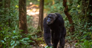 Ai, the "genius" chimpanzee who could recognize more than 100 Chinese characters and the English alphabet, has died aged 49, Japanese researchers said. (Shutterstock Photo)