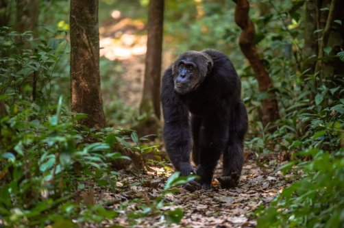 Ai, the "genius" chimpanzee who could recognize more than 100 Chinese characters and the English alphabet, has died aged 49, Japanese researchers said. (Shutterstock Photo)
