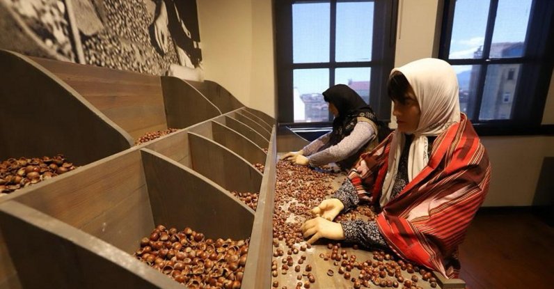Wax figures showcase the hazelnut weeding process at the Kahraman Sağra Hazelnut Museum, Ordu, northern Türkiye, Jan. 6, 2026. (AA Photo)