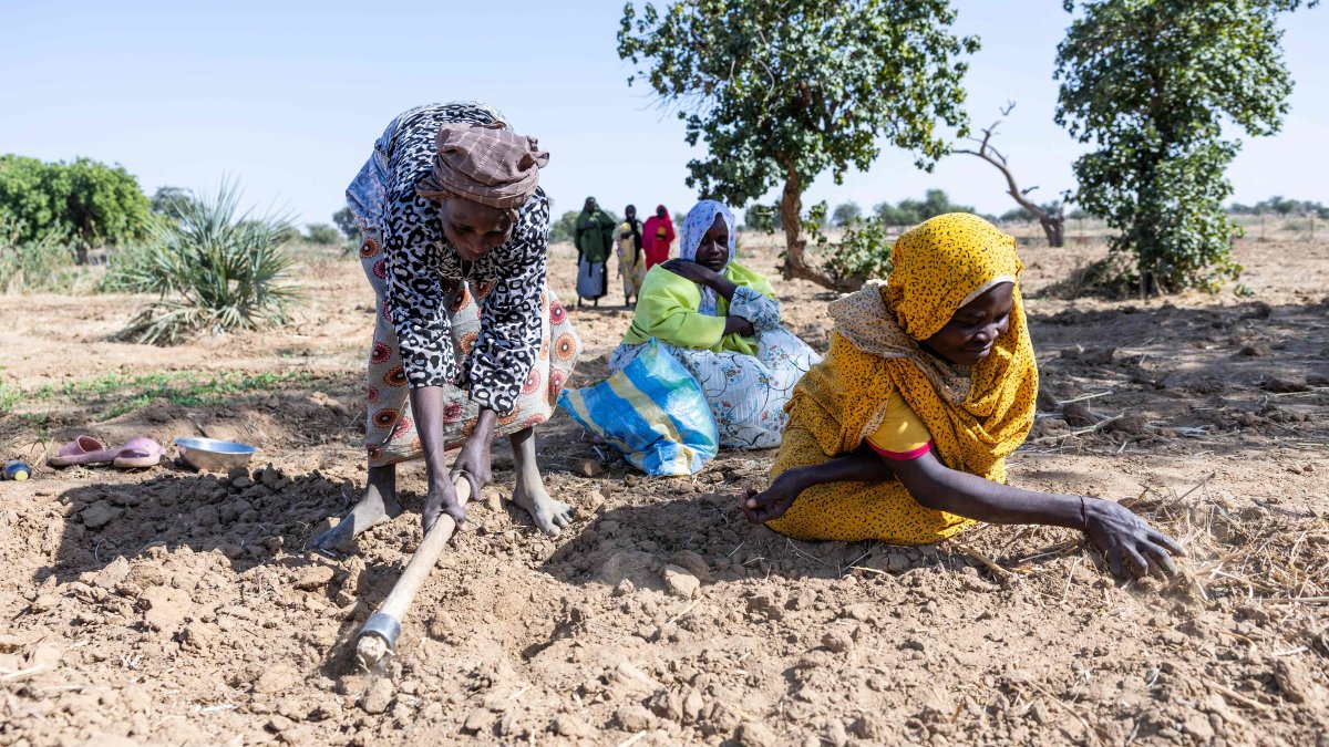 Sudanese refugees work on a community farm near the Farchana camp, Ouaddai, Chad, Jan. 14, 2026. (AFP Photo)