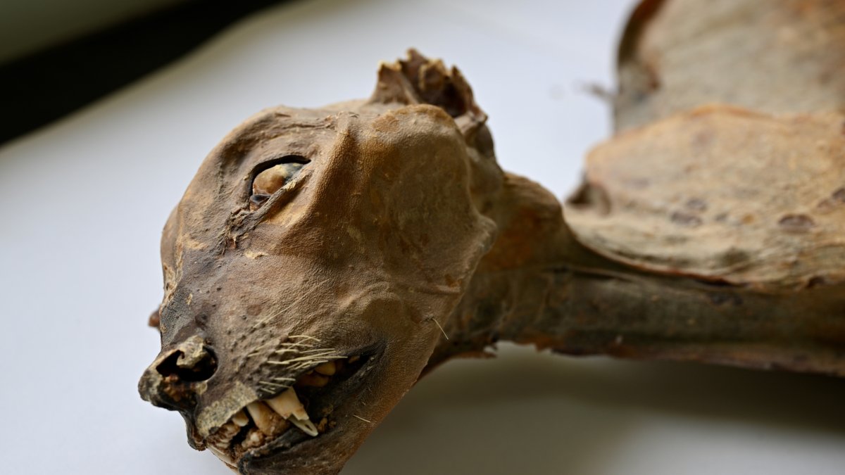 This undated image provided by Communications Earth and Environment shows the mummified remains of a cheetah. (AP Photo)