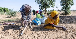 Sudanese refugees work on a community farm near the Farchana camp, Ouaddai, Chad, Jan. 14, 2026. (AFP Photo)