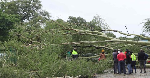 A general view of a tree that fell on a car following torrential rains, Giyani, South Africa, Jan. 12, 2026. (AFP Photo)