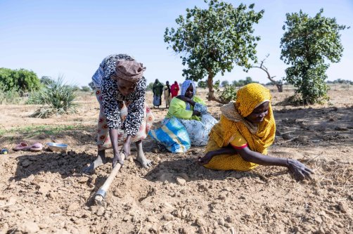 Sudanese refugees work on a community farm near the Farchana camp, Ouaddai, Chad, Jan. 14, 2026. (AFP Photo)