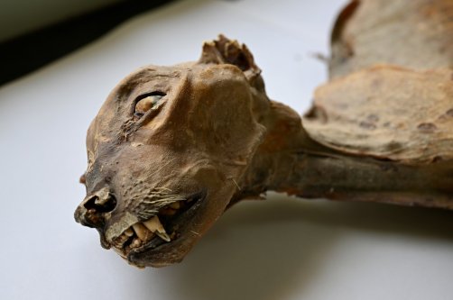 This undated image provided by Communications Earth and Environment shows the mummified remains of a cheetah. (AP Photo)