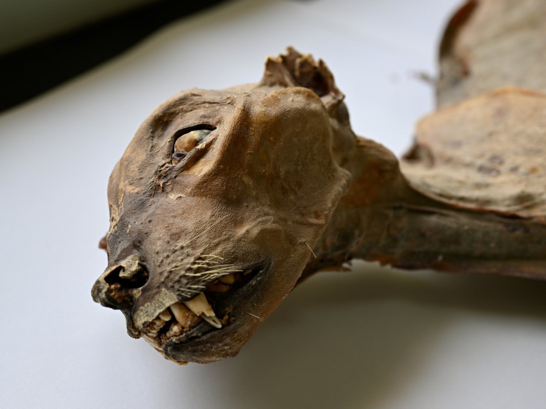 This undated image provided by Communications Earth and Environment shows the mummified remains of a cheetah. (AP Photo)