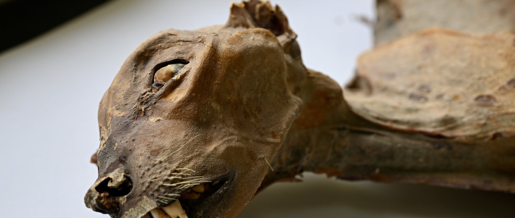 This undated image provided by Communications Earth and Environment shows the mummified remains of a cheetah. (AP Photo)