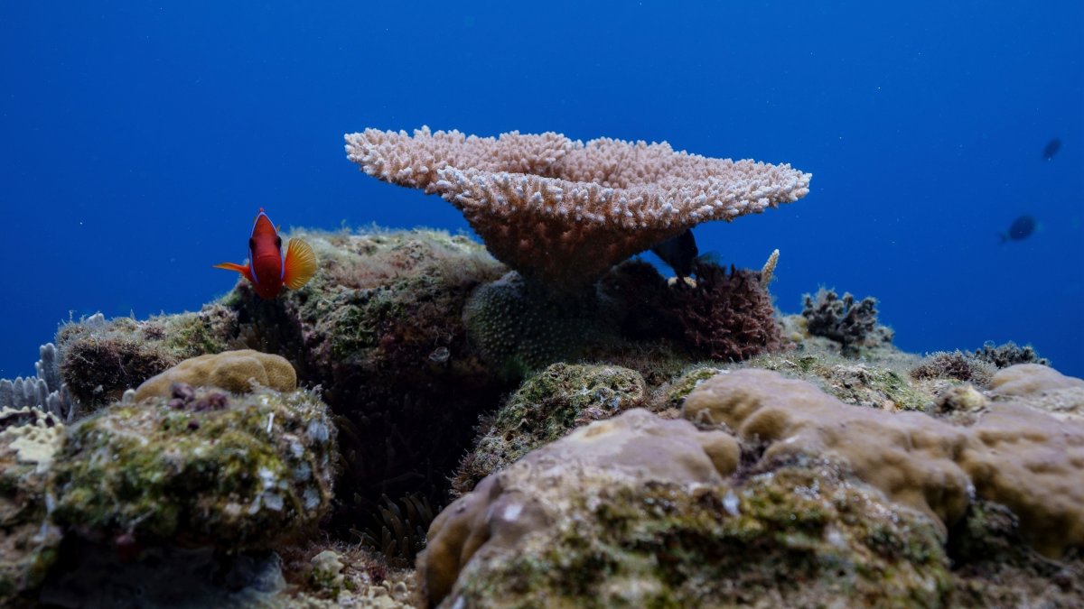 A clownfish swims at Havannah Harbour, off the coast of Efate Island, Vanuatu, July 20, 2025. (AP Photo)