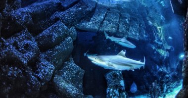 In this undated handout photo provided by Heinrich Heine University Duesseldorf in January 2026, a blacktip reef shark swims at Sealife Oberhausen in Oberhausen, Germany. (AP Photo)
