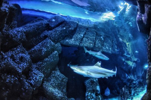 In this undated handout photo provided by Heinrich Heine University Duesseldorf in January 2026, a blacktip reef shark swims at Sealife Oberhausen in Oberhausen, Germany. (AP Photo)