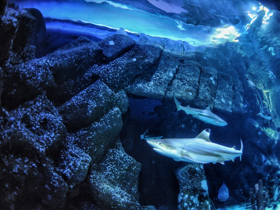 In this undated handout photo provided by Heinrich Heine University Duesseldorf in January 2026, a blacktip reef shark swims at Sealife Oberhausen in Oberhausen, Germany. (AP Photo)