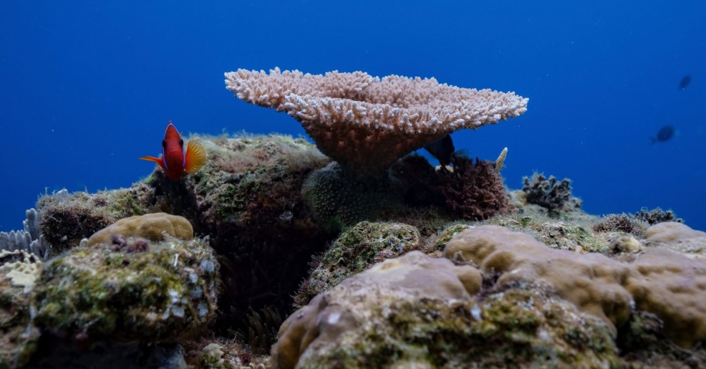 A clownfish swims at Havannah Harbour, off the coast of Efate Island, Vanuatu, July 20, 2025. (AP Photo)