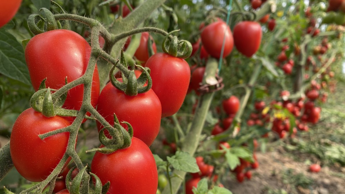 Tomatoes are seen at a greenhouse in Antalya, southern Türkiye, Jan. 2, 2026. (IHA Photo)