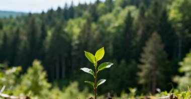 A sapling grows in rich soil with a forest in the background. (Shutterstock Photo)
