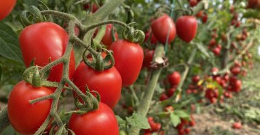 Tomatoes are seen at a greenhouse in Antalya, southern Türkiye, Jan. 2, 2026. (IHA Photo)