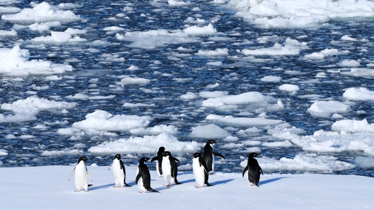 Adelie penguins stand on a block of floating ice at Yalour Islands in Antarctica, Nov. 24, 2025. (AP Photo)