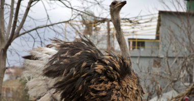 One of the ostriches is seen inside a backyard enclosure where small-scale breeding is underway, Osmaniye, Türkiye, Jan. 8, 2026. (AA Photo)