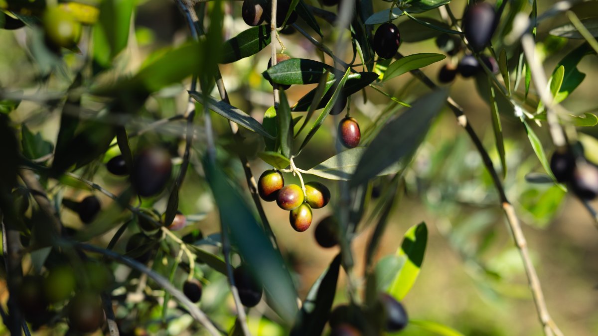 Türkiye becomes world’s 2nd-largest olive oil producer