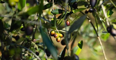 Ripe olives hang from olive tree branches during the harvest season. (Shutterstock Photo) 
