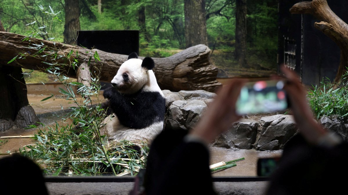 Tokyo bids farewell to last giant pandas at Ueno Zoo