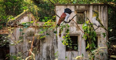 An Amur Paradise Flycatcher (L) and a Swinhoe's White-eye are seen painted on the wall of an abandoned house near Wang Tong village, Lantau, Hong Kong, Jan. 20, 2025. (AP Photo)