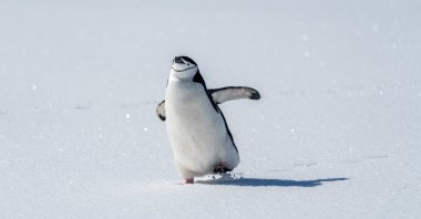 A chinstrap penguin strolling around on Half Moon Island, South Shetland Islands, Antarctica. (Getty Images Photo)