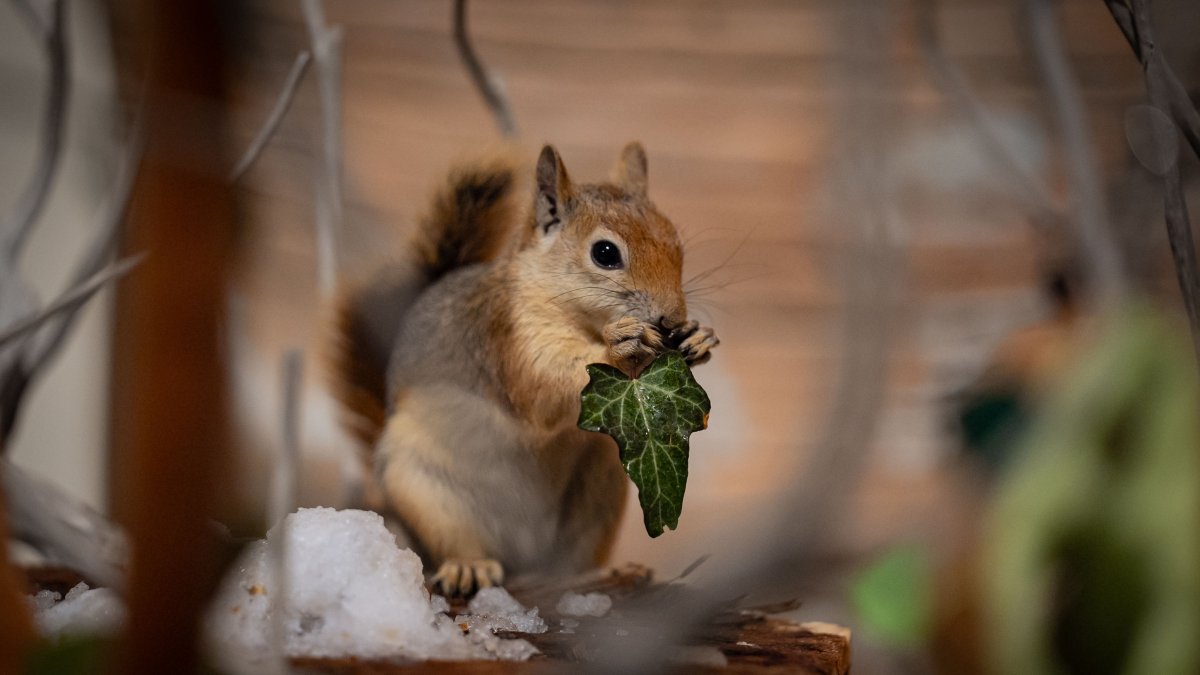 "Yoda," the rescued red squirrel, feeds on a leaf during his adaptation program, Ankara, Türkiye, Jan. 21, 2026. (AA Photo)