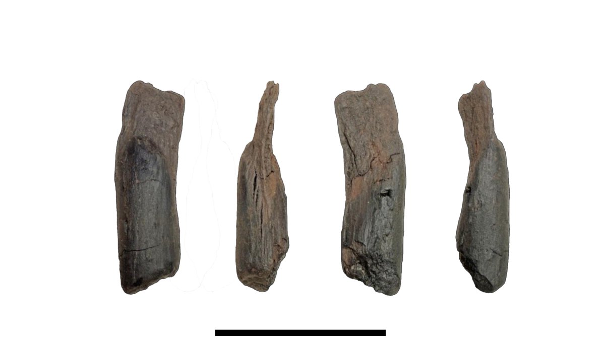 Oldest wooden tools found in Greece offer glimpse of ancient life