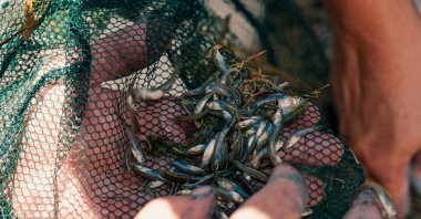 Endangered killifish are placed under protection as part of a conservation and breeding program at Istanbul Aquarium, Istanbul, Türkiye, Jan. 27, 2026. (AA Photo)