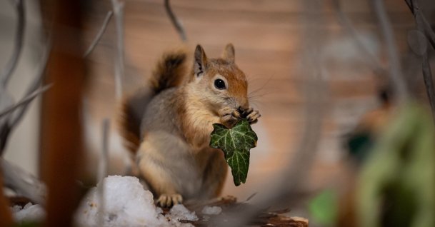 "Yoda," the rescued red squirrel, feeds on a leaf during his adaptation program, Ankara, Türkiye, Jan. 21, 2026. (AA Photo)