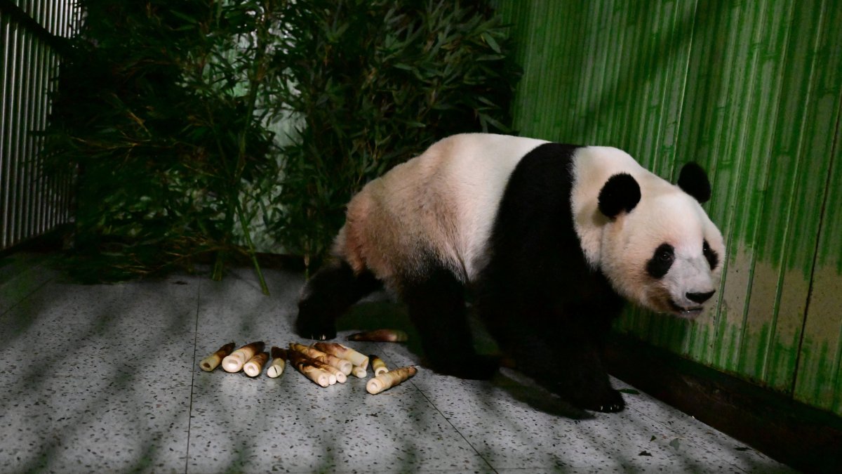 Japan’s last pandas return home to China after decades