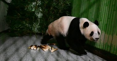 Giant panda Lei Lei walks in a cage after arriving from Japan at Bifengxia Panda Base in Yaan, Sichuan province, China, Jan. 28, 2026. (Reuters Photo)